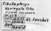 CollectionObject 1533736; 4d210126-9487-4911-bbfe-fb6750c63df5: Image Carbonell, C.S. labels. (CollectionObject).