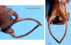 CollectionObject 1499294; 82e623aa-b4f5-4ed4-8826-e7fc5f329470, UMMZNr. 393 (Beier 1962): male abdomen tip (holotype). (CollectionObject).