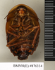 CollectionObject 1572929; 20ebf67c-17ae-430a-9a38-b925fbbd7560: Copyright Natural History Museum, London. Non-type (adult male) in BM(NH). Ventral view. (CollectionObject).