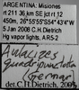 Other: !! display not done !! on Aulacizes quadripunctata (Germar, 1821): Labels. (Observation).