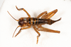 CollectionObject 1531241; 3aacd11a-3f17-4313-8e7b-5253a08872b2: female, dorsal view (syntype). (CollectionObject).