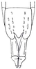 Atractomorpha acutipennis acutipennis (Guérin-Méneville, 1844): Fig. 29.13. female abadomen tip, ventral view. (Otu).