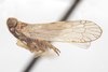 Habitus, lateral view: !! display not done !! on Oecleus delongi Caldwell, 1944: (Observation).