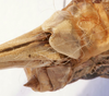 CollectionObject 1541628; 18d17197-772d-4496-8ba4-5294d4faf72e: female subgenital plate (paratype of Deracanthina mistshenkoi). (CollectionObject).