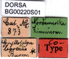 labels (syntype of Gryllotalpa borealis). Depicts CollectionObject 1476220; fbbdad55-1fa0-4709-afbc-a548da485736, DORSA BG00220S01, a CollectionObject.