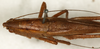 male, dorsal view (syntype). Depicts CollectionObject 1589282; NMW 12722, f947b954-91ac-4fee-825f-237f3d87d914, a CollectionObject.