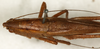 CollectionObject 1589282; NMW 12722, f947b954-91ac-4fee-825f-237f3d87d914: male, dorsal view (syntype). (CollectionObject).