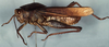 Xyleus lineatus (Bruner, 1906): male (Brazil, São Paulo, Itirapina, XI 1994). (Otu).
