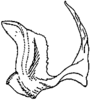 Aedeagus, lateral view on Ajika nana Dworakowska, 1979: Aedeagus (A. nana Dwor.), lateral view. (Observation).