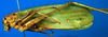 CollectionObject 1500715; ba4daad8-bb80-4c16-b77a-f8aaa6dd5e06: male, lateral view (syntype). (CollectionObject).