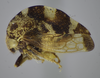 Habitus, lateral view on Cyrtolobus parvulus Woodruff, 1924: (Observation).