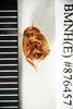 Tivia brevipennis Princis, 1967: Copyright Natural History Museum, London. Holotype (adult male) in BM(NH). Ventral view. (Otu).