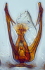 Aedeagus, ventral view: (Observation).