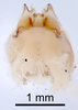 CollectionObject 1523106; a7a07e91-5075-40be-bd91-a820baa3de3e: Male genitalia, dorsal view (holotype). (CollectionObject).