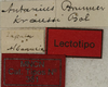 CollectionObject 1535134; 09af90a4-c577-4c09-aea9-58f904d63d96: labels (lectotype). (CollectionObject).