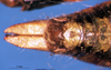 CollectionObject 1578446; d19697c2-d24d-4163-bc6c-5d46bc7fd429: female abdomen tip, dorsal view. (CollectionObject).