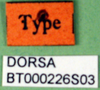 labels (syntype). Depicts CollectionObject 1501938; 6bec7c67-c40b-4e29-9d6c-a050c817a9ac, DORSA BT000226S03, a CollectionObject.