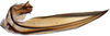 Ovipositor: Glossocratus afzelii, first valvula (INHS). (Observation).