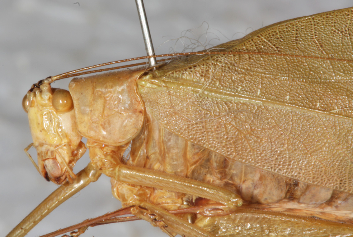 male, lateral view. Depicts CollectionObject 1566534; NMW 21030, f714c8f6-4ae4-4f3b-812e-d38efc65c2a4, a CollectionObject.