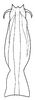 Aedeagus, ventral view: !! display not done !! on Frequenamia clypeata (Osborn, 1923): Frequenamia clypeata, aedeagus, ventrally. (Observation).