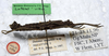 CollectionObject 1561577; 2a19b248-2d35-4a4e-b039-dbdc7a45a59c: copyright LKCNHM, Singapore. female, lateral view (holotype). (CollectionObject).