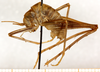 CollectionObject 1499244; 9f476d18-69b4-461d-be0e-811f21d601b9: male, lateral view (holotype). (CollectionObject).