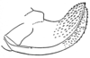 Fig. 8 (after allotype). ovipositor (length 5.8 mm). Depicts Arethaea mescalero Hebard, 1936, an Otu.