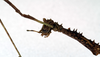 CollectionObject 1557842; 732aae4d-2a39-46be-8ba3-8ab215330a41: copyright NMW. female: head & thorax (holotype). (CollectionObject).