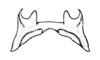 Bogotacris varicolor (Stål, 1878): Fig. 78. epiphallus, dorsal view. (Otu).