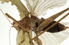 CollectionObject 1529751; 1255e2bd-868d-4468-ba24-8eb355a12ced: male, lateral view (holotype). (CollectionObject).