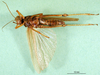 CollectionObject 1502816; a64bb94c-15c0-436a-91f7-53bed024bd15: female, ventral view (paralectotype of Ognevia debilis). (CollectionObject).