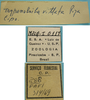 male, labels (holotype of Tympanotriba vittata). Depicts CollectionObject 1542787; DEES MZLQ-I0117, 476df78b-679f-4a5e-b991-791870452ae8, a CollectionObject.