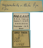 CollectionObject 1542787; DEES MZLQ-I0117, 476df78b-679f-4a5e-b991-791870452ae8: male, labels (holotype of Tympanotriba vittata). (CollectionObject).