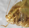 CollectionObject 1566551; NMW 15426, 40d720c6-0274-4602-a2f4-37162aaf0b4e: female, head and pronotum (syntype of Phylloptera tenera). (CollectionObject).