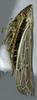 Habitus, lateral view on Arocephalus (Arocephalus) longiceps (Kirschbaum, 1868): Habitus, lateral view. (Observation).