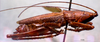 CollectionObject 1503286; 7ee12bd4-0afb-4546-a722-cee242a834c2: male, lateral view. (CollectionObject).
