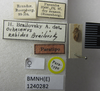 CollectionObject 1952954; 38bc4dd5-035f-4a5e-88cd-61cb8e2857ac: Ochrimnus rabidus. Paratype. (BMNH) - (CC BY-NC 4.0) Photo by Stuart Cole, reproduced with permission from the Natural History Museum, London, UK. (CollectionObject).
