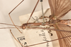 CollectionObject 1558794; bd574a61-7251-434a-ae6f-99f7a73a9ea7: copyright OUMNH. male: head & thorax, lateral view (holotype). (CollectionObject).