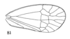 Forewing: (Observation).