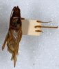 CollectionObject 1477719; d635a053-3ca4-4562-a391-8c91735773a3: male, dorsal view (holotype). (CollectionObject).