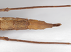 CollectionObject 1560172; 394129f9-285a-4214-b1dc-afa7e79dede9: copyright ZMB, Berlin. female: end of abdomen, ventral view (holotype). (CollectionObject).