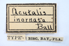 Other: !! display not done !! on Acutalis inornata Ball, 1905: (Observation).
