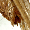 CollectionObject 1530645; 482fa01e-ba8d-4dc2-8a51-66399b3ab053: male abdomen tip, dorsal view (holotype). (CollectionObject).