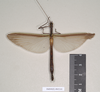 CollectionObject 1560484; f6603ba9-6a6d-4e43-8072-c0f24cf37d24: copyright Natural History Museum, London. female Phasma hopii (paralectotype). (CollectionObject).