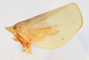 Habitus, lateral view: (Observation).