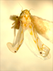 Habitus, dorsal view: Habitus (holotype of E. vulgaris Hepner, INHS collection). (Observation).
