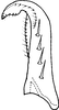Subgenital plate, ventral view on Edwardsiana javedi Ahmed & Naheed, 1981: Subgenital plate. (Observation).