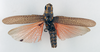 CollectionObject 1540701; b6aa471c-e3ae-44b8-83e7-ff989cccd2d3, MNHN-EO-CAELIF1231: male, dorsal view (type of Poekilocerus punctiventris). (CollectionObject).