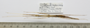 CollectionObject 1563718; f8e960e0-f77e-48ac-b14c-d3eaa9ad7cf7: copyright FRIM. female, ventral surface (paratype). (CollectionObject).
