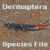 Dermaptera Species File